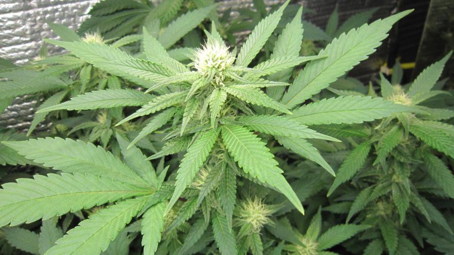 Best Clones... Showing off my.... Week 7 - BbMr