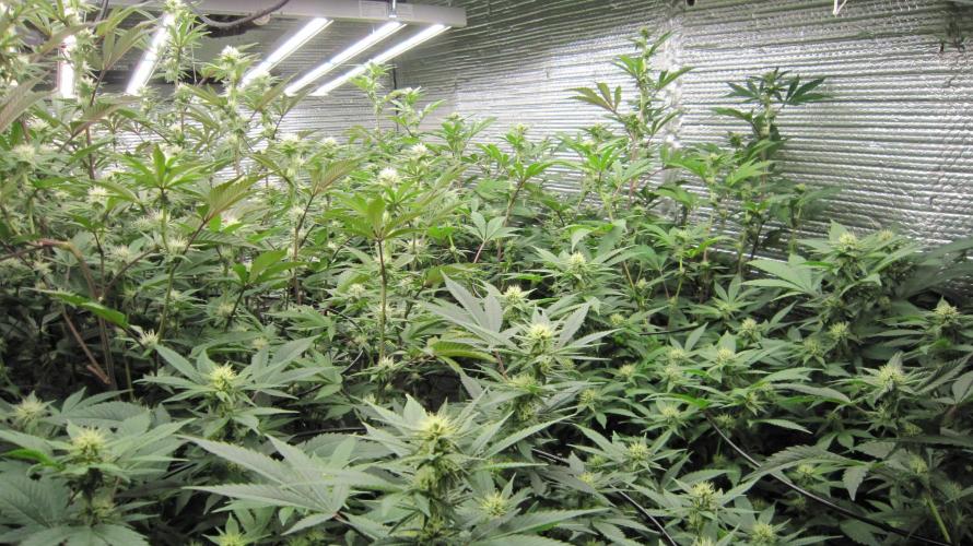 Best Clones... Showing off my.... Week 7 - 2 Plants wide... and 4 plants long...