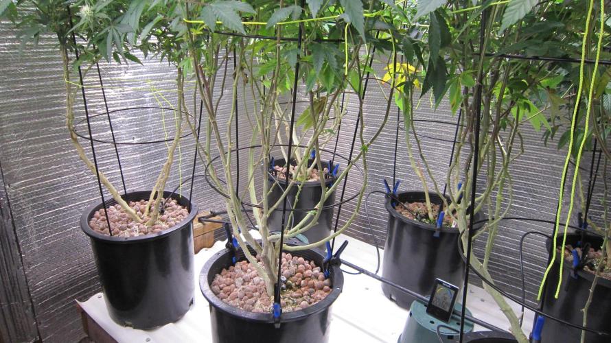 Best Clones... Showing off my.... Week 7 - Did some trimming.