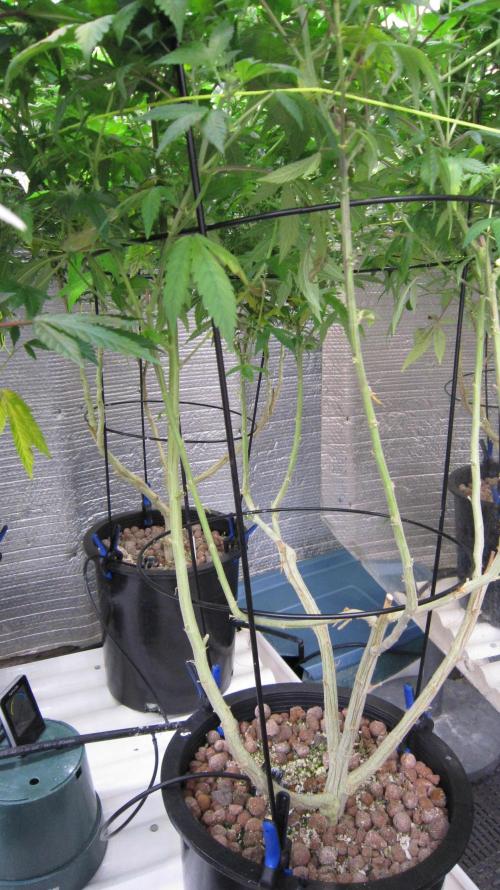 Best Clones... Showing off my.... Week 7 - Got rid of any sucker branches, for bigger buds.