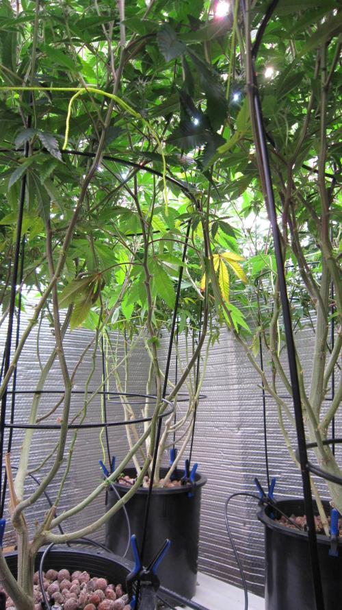 Best Clones... Showing off my.... Week 7 - Took some fan leaves off for better air circulation and light penetration. 