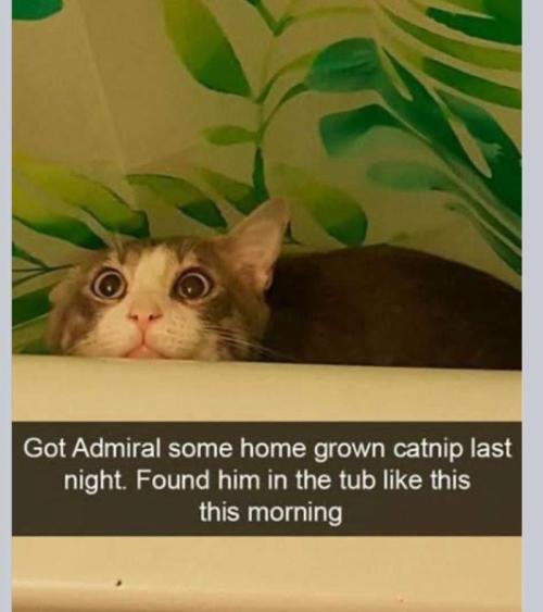 Best Clones... Showing off my.... Week 7 - What is he seeing...?...