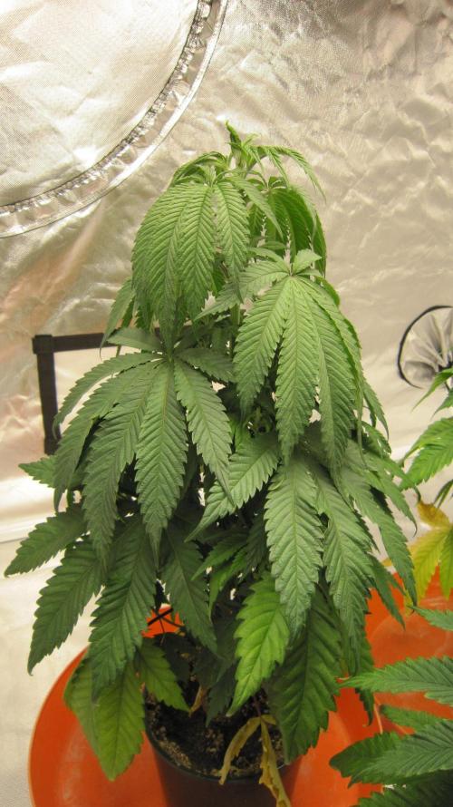 Gelatdos Jabb... My crossing.. Week 6 - Plant #1