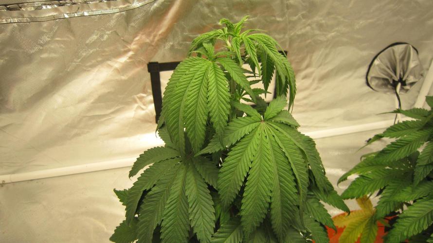 Gelatdos Jabb... My crossing.. Week 6 - Plant #1