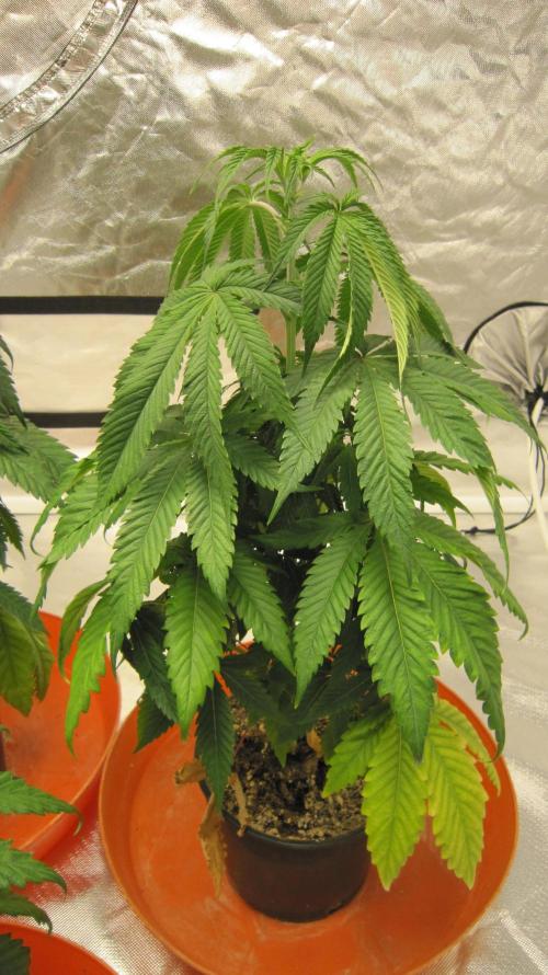 Gelatdos Jabb... My crossing.. Week 6 - Plant #2