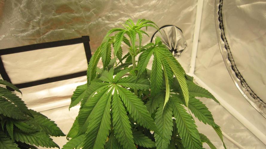 Gelatdos Jabb... My crossing.. Week 6 - Plant #2