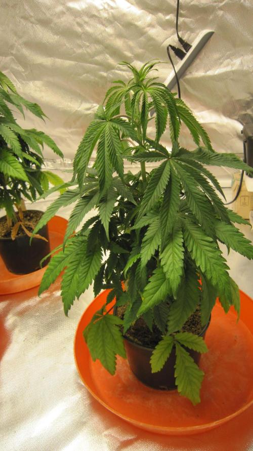 Gelatdos Jabb... My crossing.. Week 6 - Plant #3