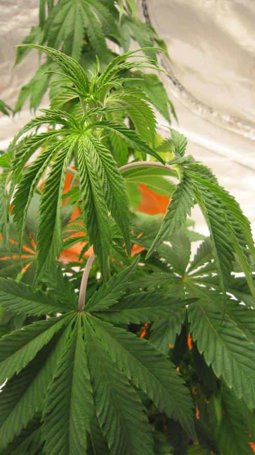 Gelatdos Jabb... My crossing.. Week 6 - Plant #3