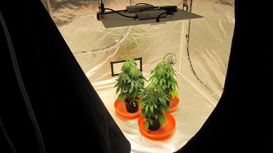 Gelatdos Jabb... My crossing.. Week 6 - Gelatdos Jabb - 3 Females from regular seeds