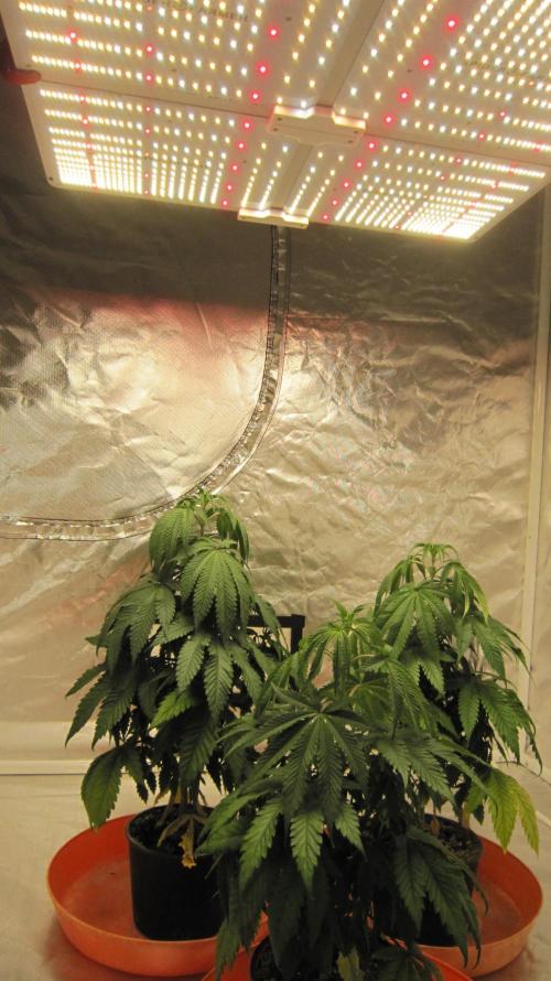 Gelatdos Jabb... My crossing.. Week 6 - Spider Farmer Light SF-4000