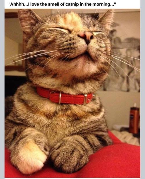 Gelatdos Jabb... My crossing.. Week 6 - In the Morning...