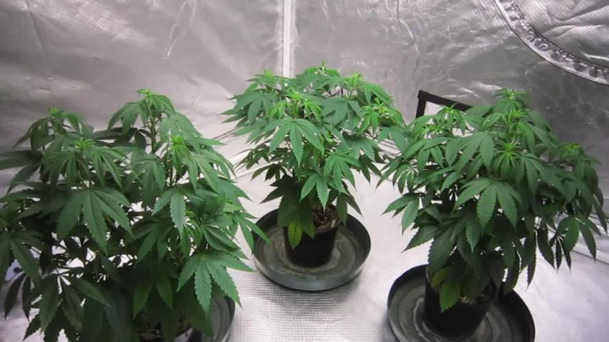 🍋 Lemon 🍊 Mandarin 😎 🤗 🤩