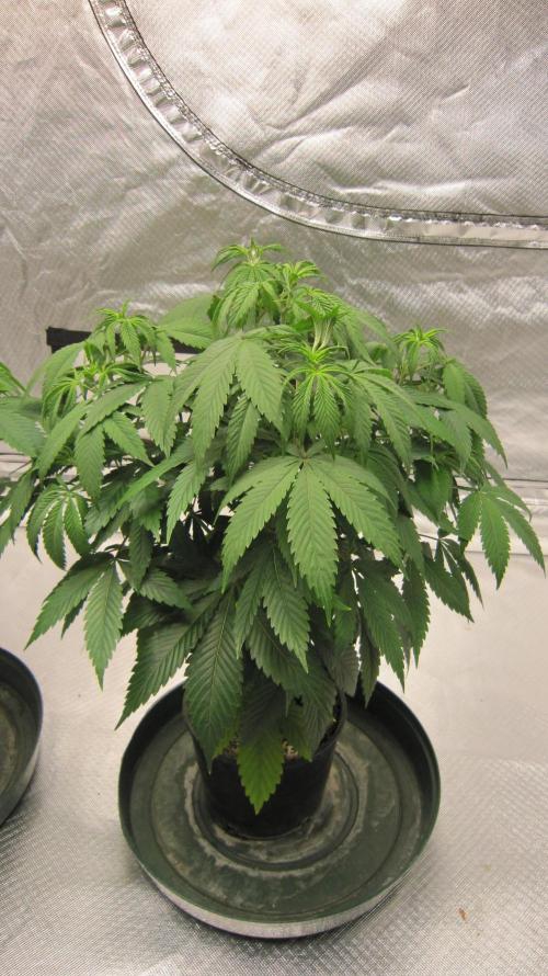 🍋 Lemon 🍊 Mandarin 😎 🤗 🤩. Week 7 - Plant #3