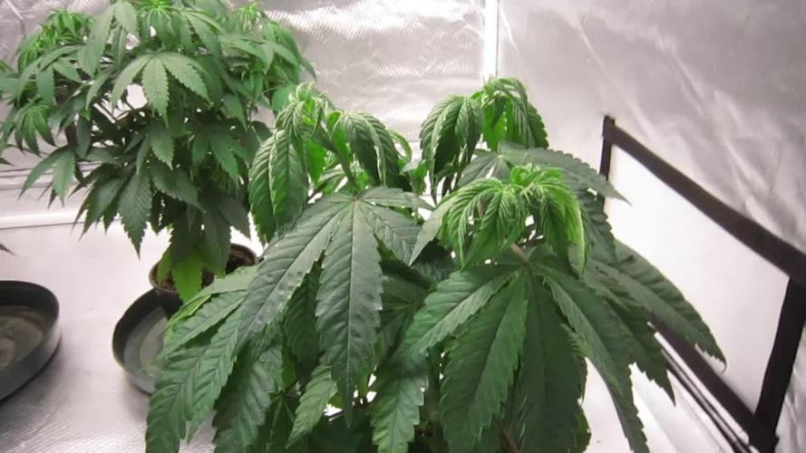 💪🔥⚡ Hulk OG - by IZI