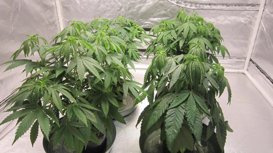 💪🔥⚡ Hulk OG - by IZI. Week 7 - Hulk OG Genetics - 1 plant - by IZI. Bottom Right.