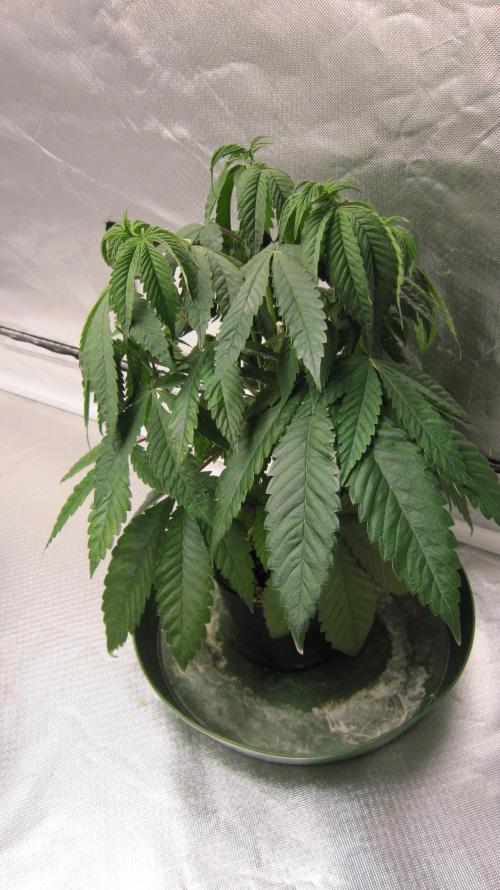 💪🔥⚡ Hulk OG - by IZI. Week 7 - Looks wilty because I turned the light on to take the pics and it was sleeping.