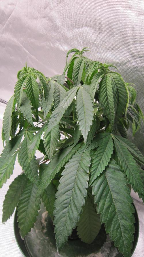 💪🔥⚡ Hulk OG - by IZI. Week 7 - Hulk