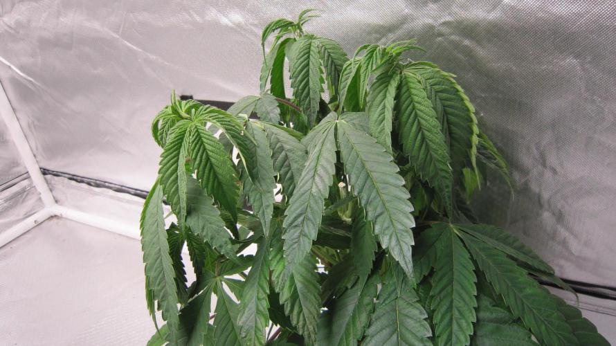 💪🔥⚡ Hulk OG - by IZI. Week 7 - Hulk