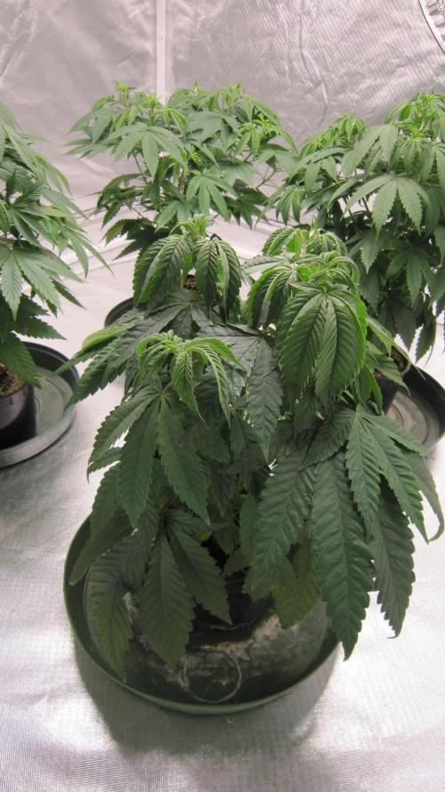 💪🔥⚡ Hulk OG - by IZI. Week 7 - Hulk and tent mates