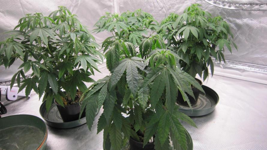 💪🔥⚡ Hulk OG - by IZI. Week 7 - Hulk and Spider Farmer Light - SF-4000