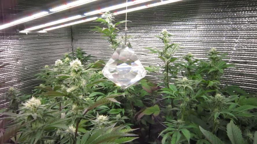 Best Clones... Showing off my...