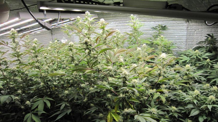 Best Clones... Showing off my.... Week 8 - From the door.