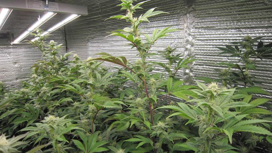 Best Clones... Showing off my.... Week 8 - Dos Si Dos 33