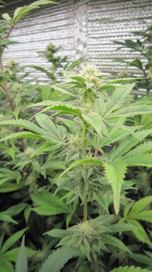 Best Clones... Showing off my.... Week 8 - Dos Si Dos 33