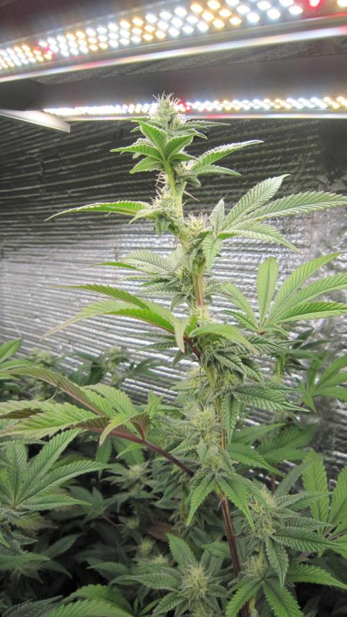 Best Clones... Showing off my.... Week 8 - Dos Si Dos 33