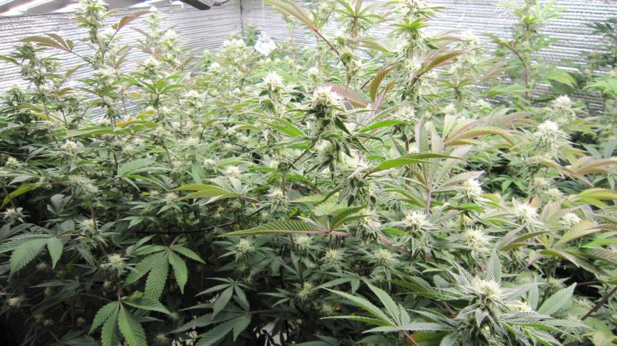 Best Clones... Showing off my.... Week 8 - Pink Kush