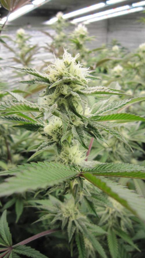 Best Clones... Showing off my.... Week 8 - Pink Kush