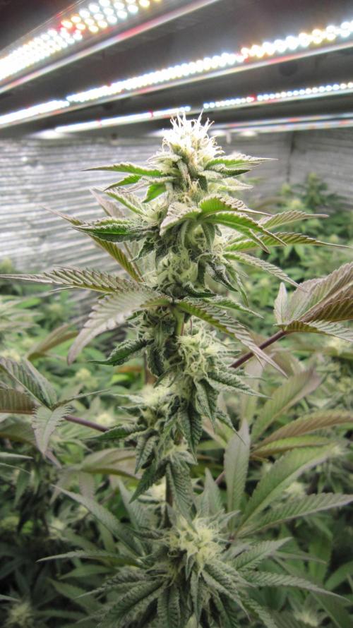 Best Clones... Showing off my.... Week 8 - Pink Kush.