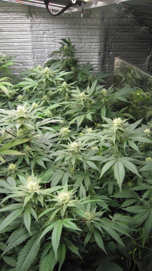 Best Clones... Showing off my.... Week 8 - 1 Blackberry Moonrock front and 1 Critical OG back