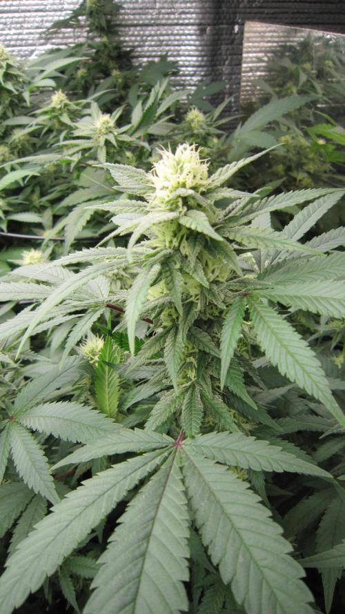 Best Clones... Showing off my.... Week 8 - Bb Mr