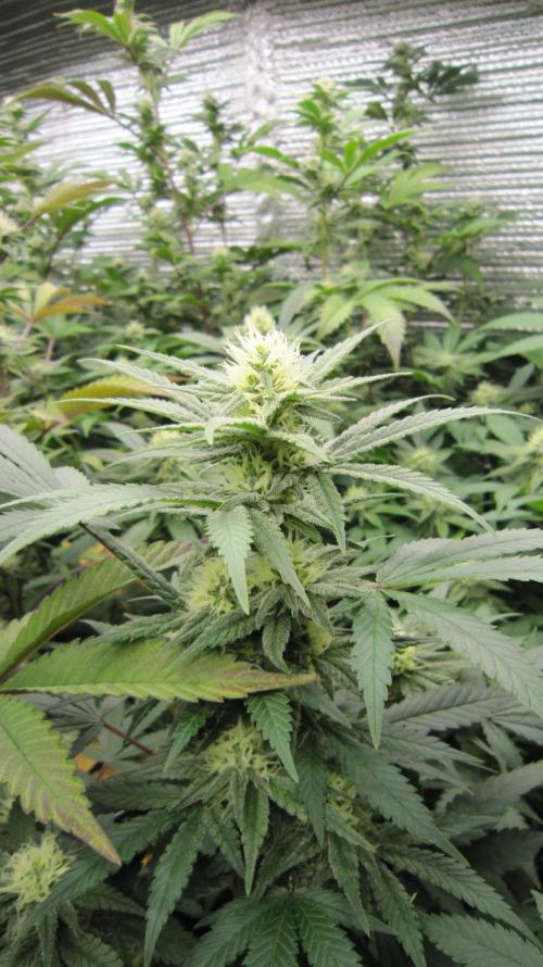 Best Clones... Showing off my.... Week 8 - Bb Mr