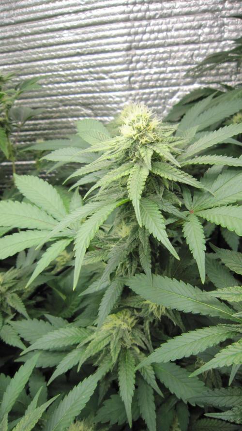 Best Clones... Showing off my.... Week 8 - Critical OG