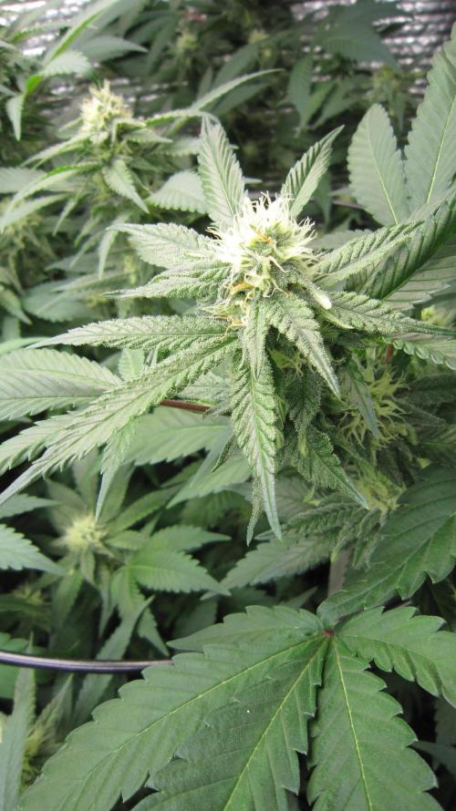 Best Clones... Showing off my.... Week 8 - Critical OG