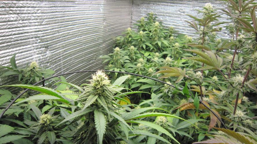 Best Clones... Showing off my.... Week 8 - Critical OG is in front