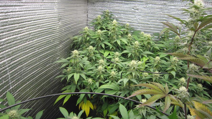 Best Clones... Showing off my.... Week 8 - Bb Mr in the corner.