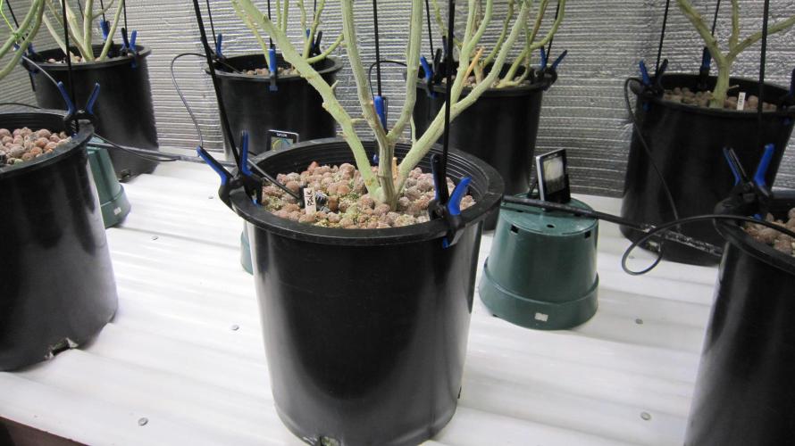 Best Clones... Showing off my.... Week 8 - Under