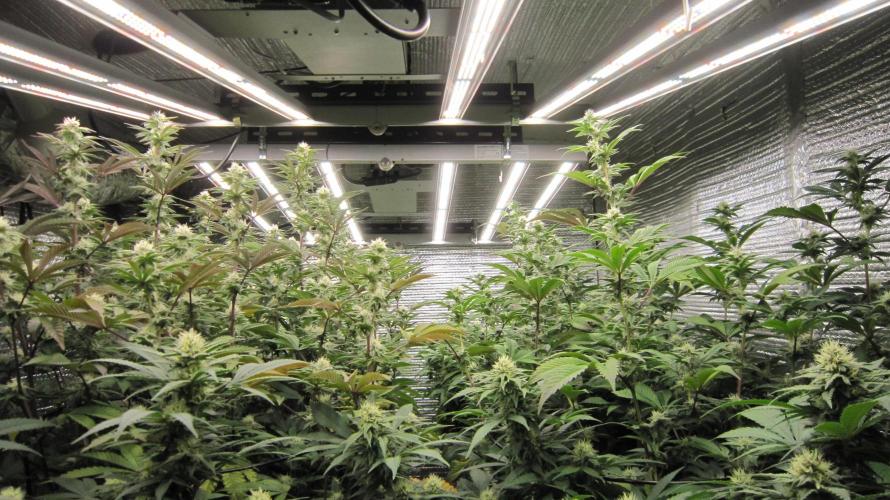 Best Clones... Showing off my.... Week 8 - 8 feet of  Mars Hydro Lights FC-4800