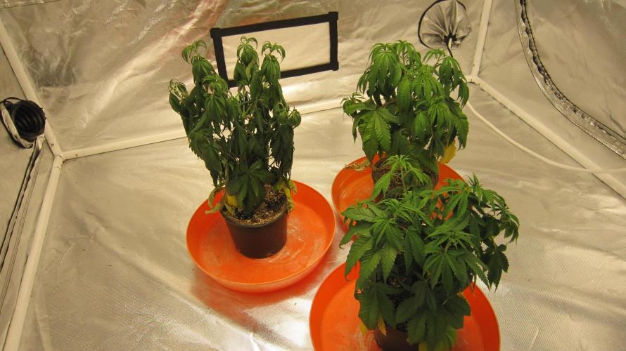 Gelatdos Jabb... My crossing.. Week 7 - Opened the tent to take pics... and found this!?!? Watered right away...