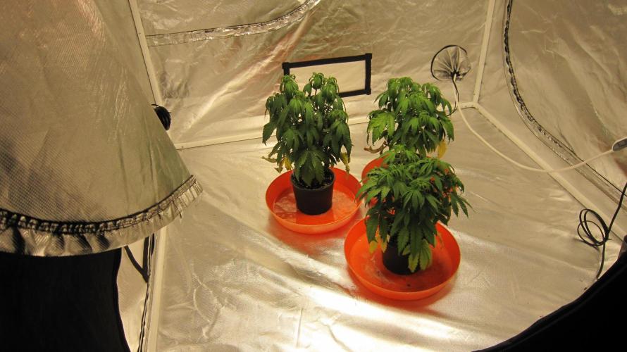 Gelatdos Jabb... My crossing.. Week 7 - 3 Hours later.. They are looking better.