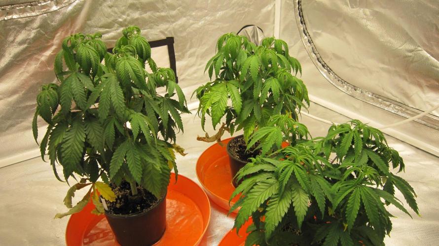 Gelatdos Jabb... My crossing.. Week 7 - I should repot these girls this week