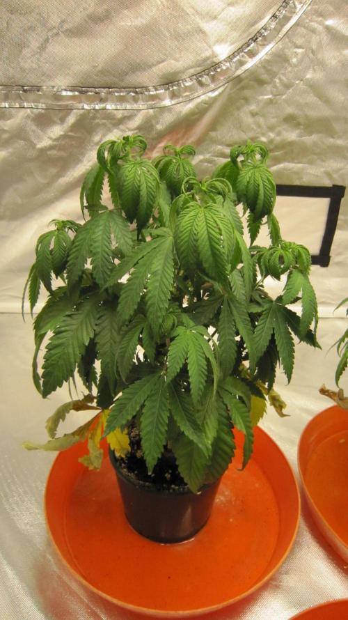 Gelatdos Jabb... My crossing.. Week 7 - Plant #1