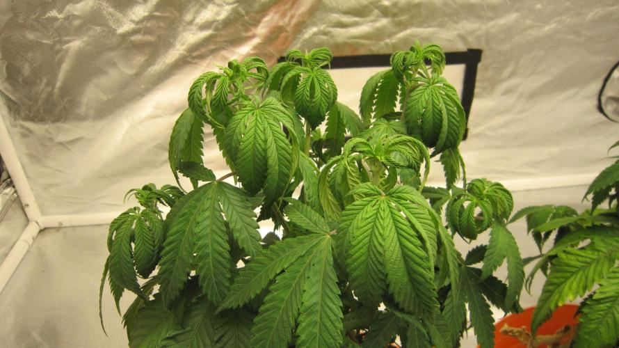 Gelatdos Jabb... My crossing.. Week 7 - Plant #1