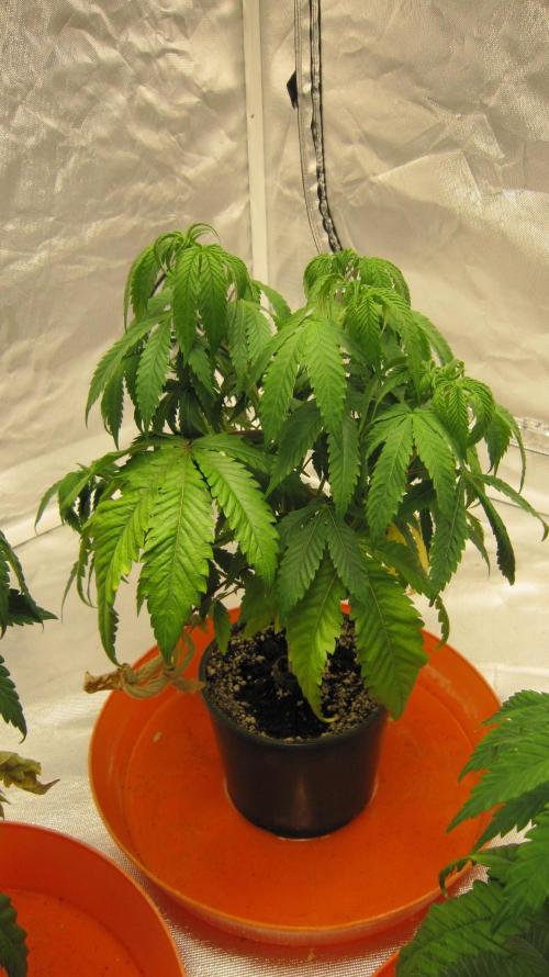 Gelatdos Jabb... My crossing.. Week 7 - Plant #2