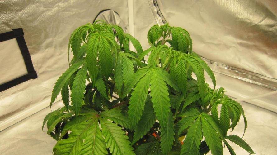 Gelatdos Jabb... My crossing.. Week 7 - Plant #2