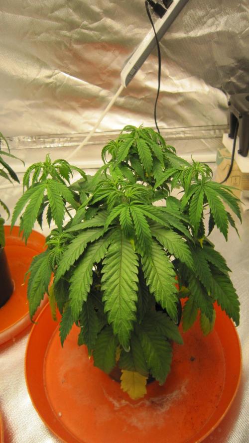 Gelatdos Jabb... My crossing.. Week 7 - Plant #3