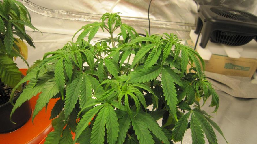 Gelatdos Jabb... My crossing.. Week 7 - Plant #3